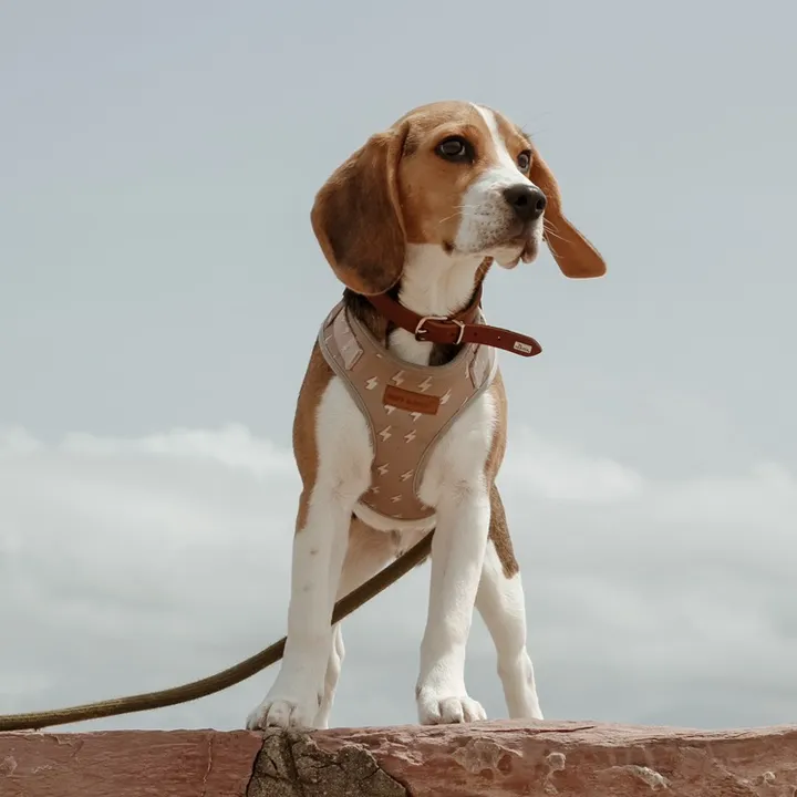 Milo Beagle