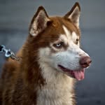 Husky.ig_us