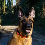 kirademalinois