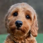 Vilja The Cockapoo