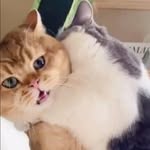 𝗠𝘂𝗻𝗰𝗵𝗸𝗶𝗻 🐾 𝗕𝗿𝗶𝘁𝗶𝘀𝗵 𝗦𝗵𝗼𝗿𝘁𝗵𝗮𝗶𝗿 🐾 𝗦𝗰𝗼𝘁𝘁𝗶𝘀𝗵 𝗙𝗼𝗹𝗱