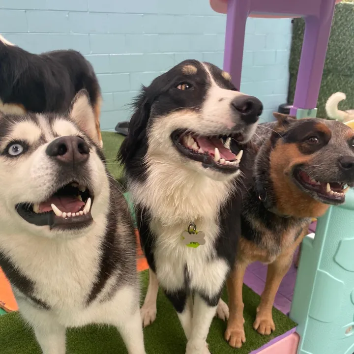 wunderdogsdoggiedaycare