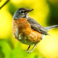 BirdFeed