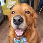 Drax faVuloso Golden adoptado