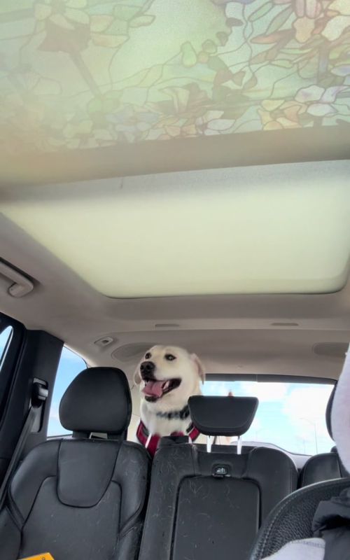 Carpaw Karaoke