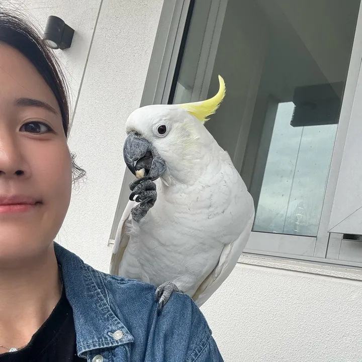 aussie.cockatoo