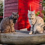 Khaleesi & Cirilla 🐱 | Raw-fed sisters 💖