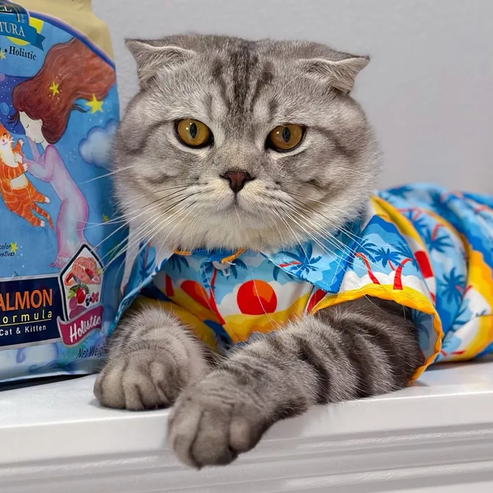 💐🐈 CATISHAPPINESS 🫧🤍