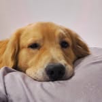 🌟 cooper the goldie
