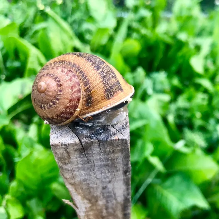 Snailand