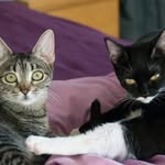 wirckycats