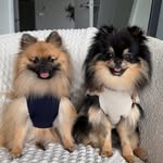 Bambi & Bentley | Mini Pomeranians 🤍