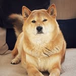 Pako Shiba Inu