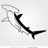 Hammerhead Shark World