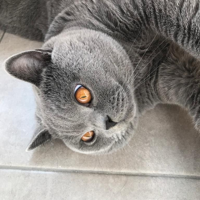 British Shorthair Venom 