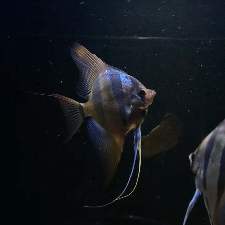 Nathalie🐠 Yatzy 🥀