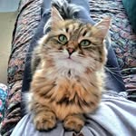 | Freya |