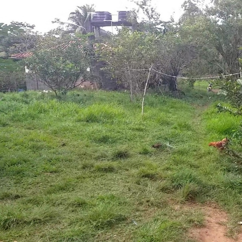 Sítio Verde Vlog