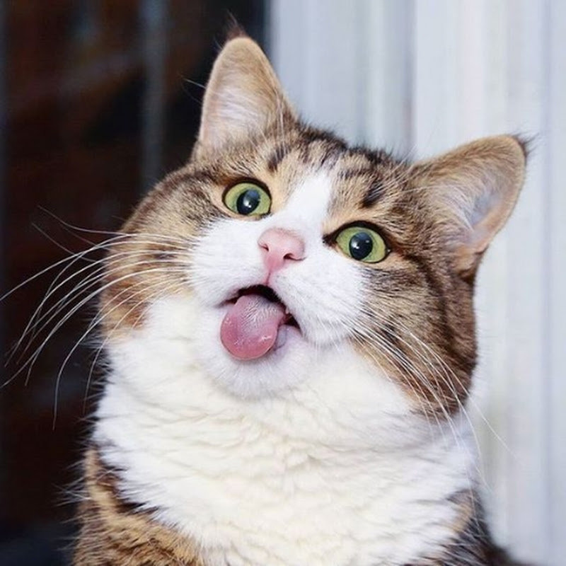 Cat jokes