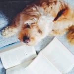 taby entre libros