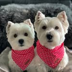 Hamish and Jazz