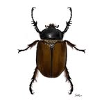 Ilustracion naturalista