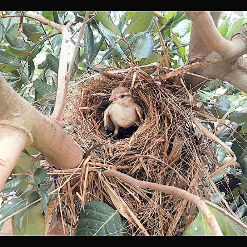 baby nest review