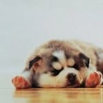 NIKUTA_KINZO /声とハーモニー整えます /CHORUS DESIGNER