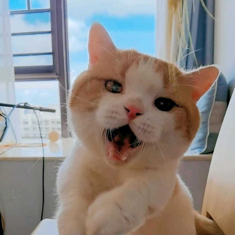 短腿的帕格尼尼