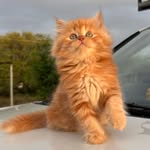 Simba (Simbeshwar)