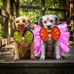 Angus & Layla