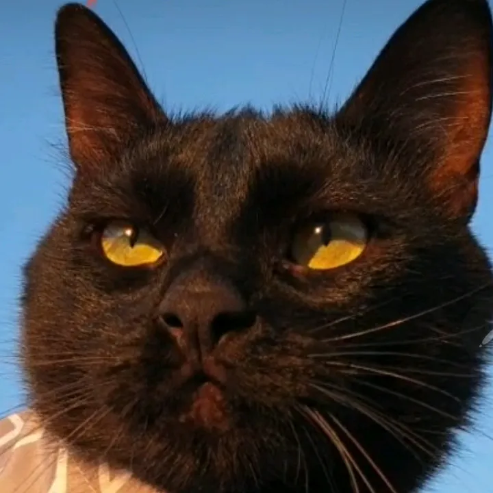AXEL ROSE __♡THE BLACK CAT.