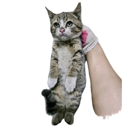 앗찌와아찌🐱