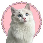 Eevee | Petfluencer