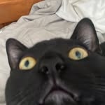 Bichito el Michito