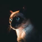 Siamese