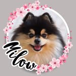 𝐦𝐢𝐥𝐨𝐰🐾
