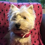 Aka Captain Westietude