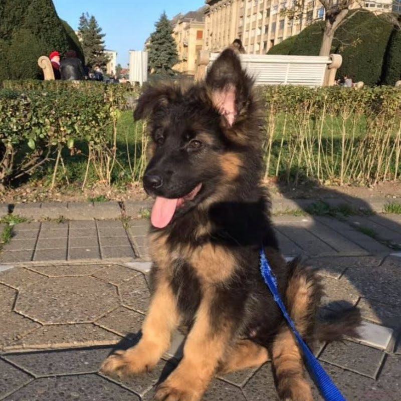 Dogs and Animals Fun