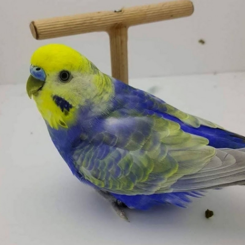 Nur's Pets World 