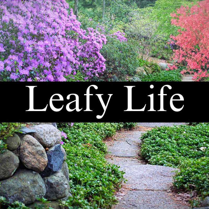 Leafy Life