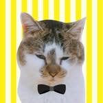 元野良猫のささみとホルン