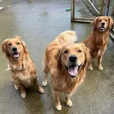 The Golden Kobe Family ht