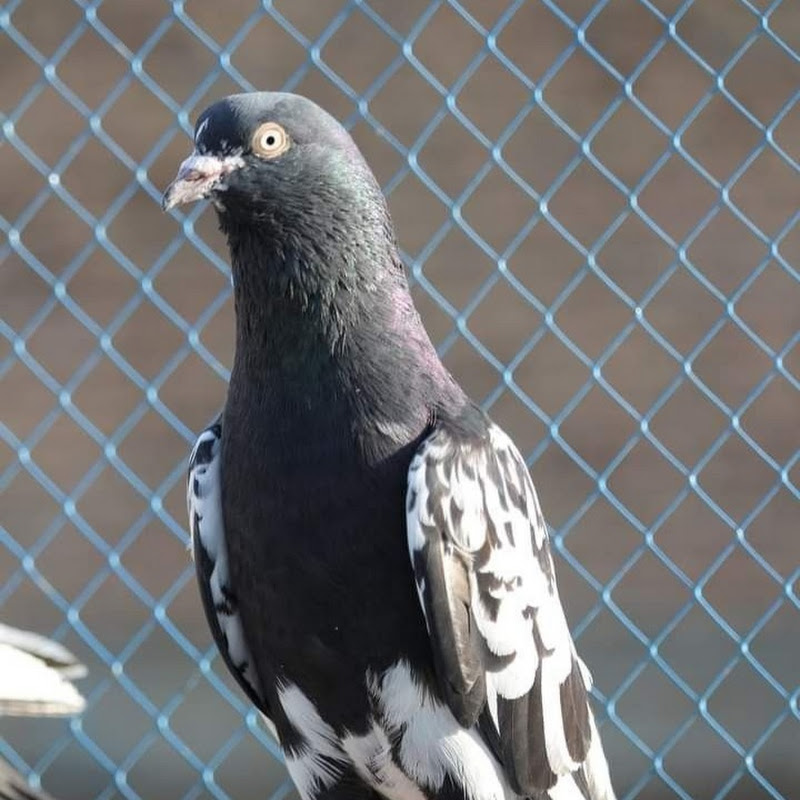 Arif Pigeon Star