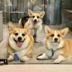 Candy&Cougar Family 🐶🐶🐶🕊