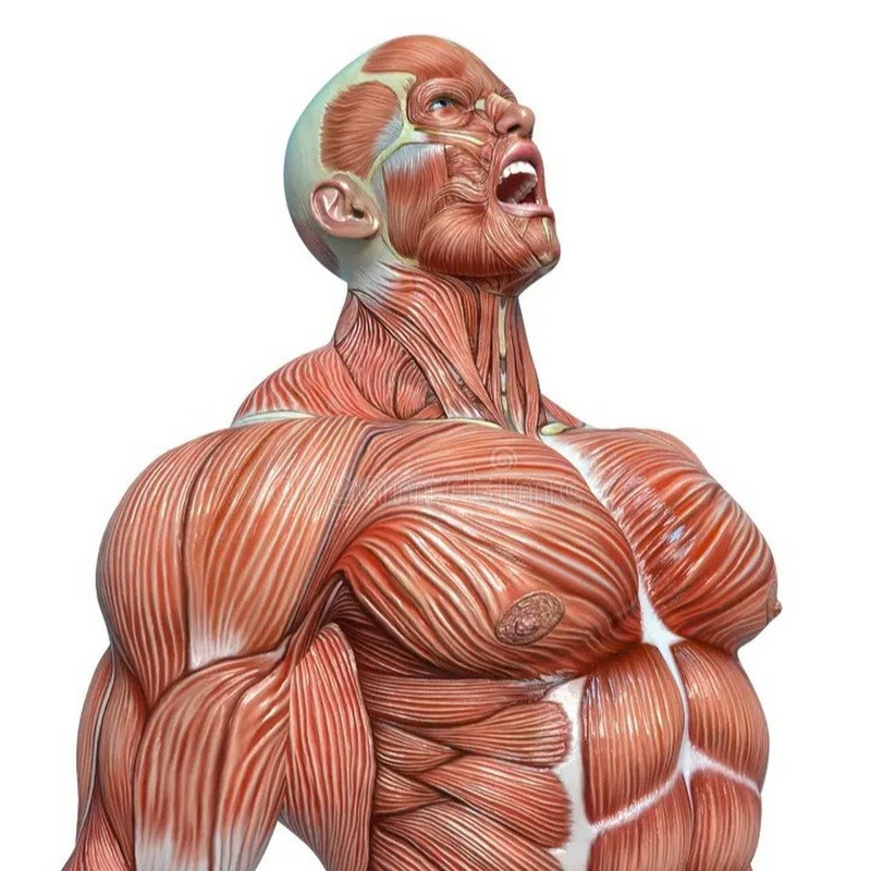 FiT AnatomY