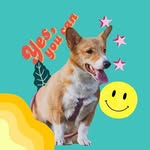 Corgi Nastasha