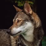 Libby | Tamaskan Wolfdog