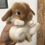 Love Bunny