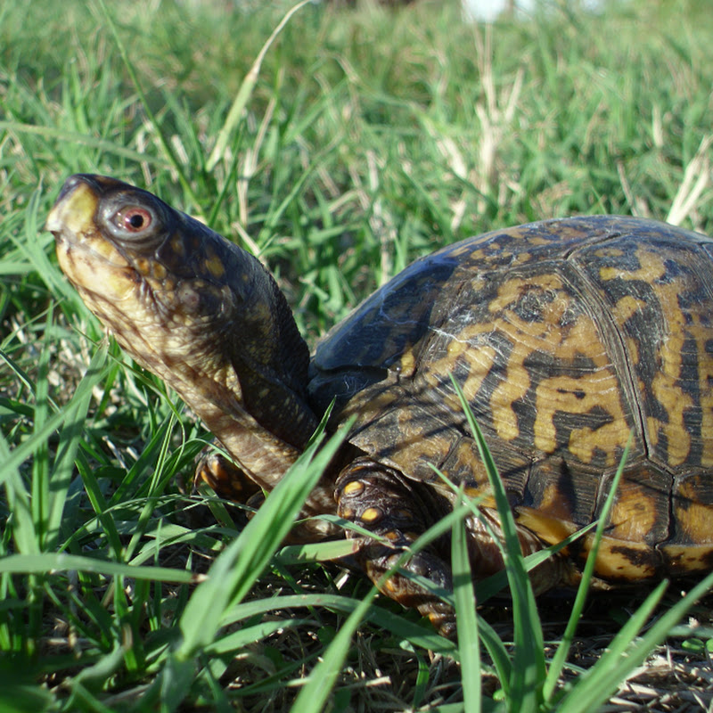 ReptileRescue